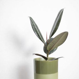 Begonia maculata Polka dot plant