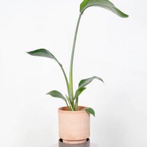 Philodendron Florida Ghost ⏀10,5cm pot