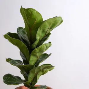 Philodendron Joepii ⏀17cm pot