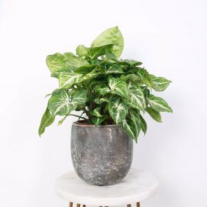 Anthurium Wendlingeri ⏀14 cm pot