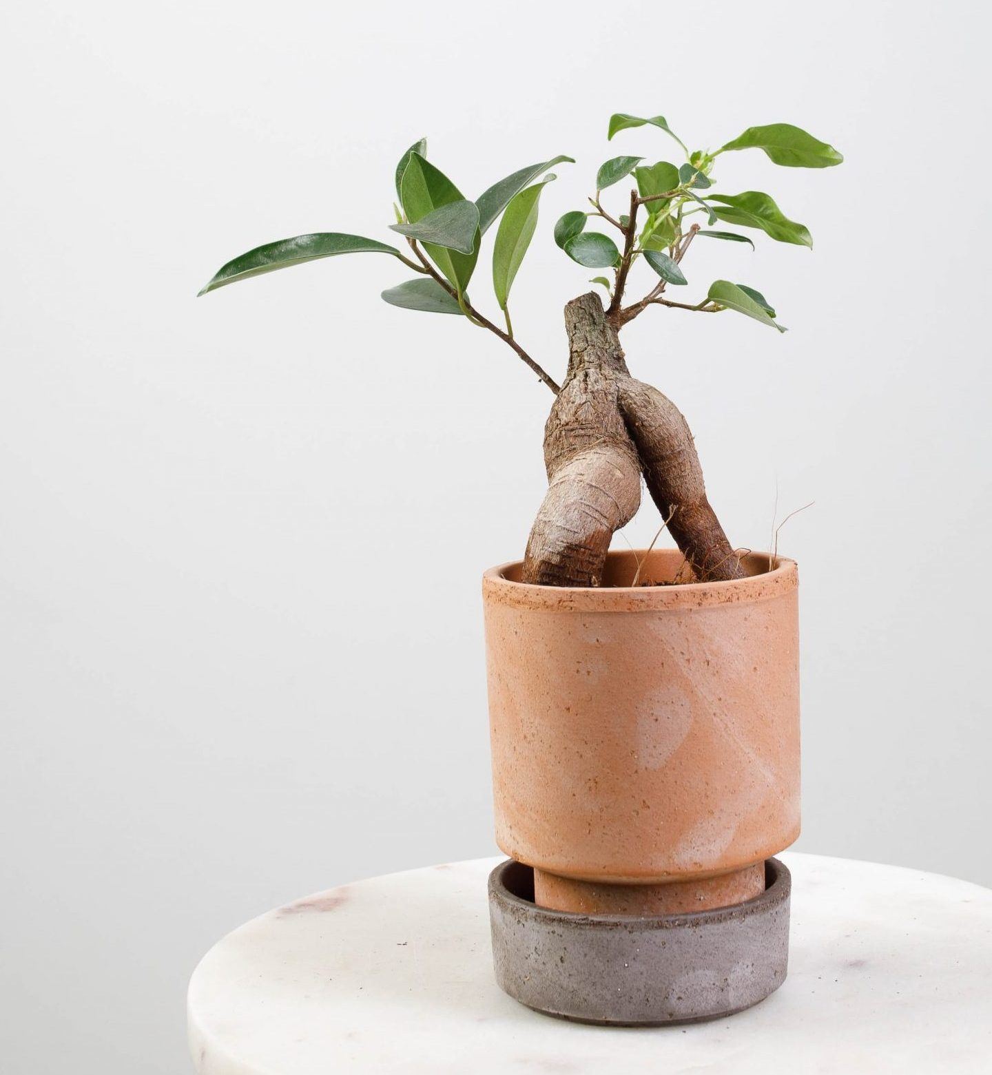 Ficus microcarpa Ginseng - Hudsons Houseplant