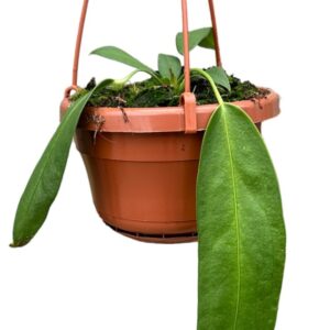 Anthurium Wendlingeri ⏀10,5 cm pot