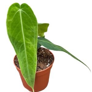 Ficus Elastica Rubber plant