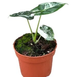 Epipremnum Pinnatum Marble Variegata ⏀10,5 cm pot