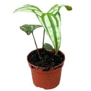 Ficus Elastica Rubber plant