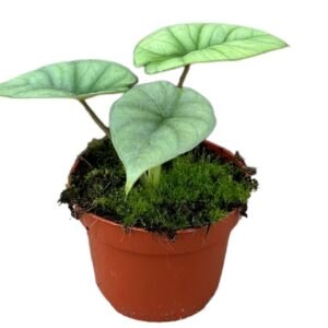 Anthurium Wendlingeri ⏀10,5 cm pot