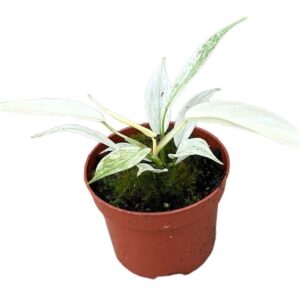 Begonia maculata Polka dot plant